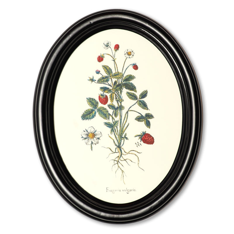 Wild strawberry poster in a wooden oval frame