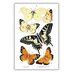 Swallowtail and Summerflower Poster