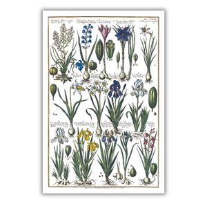 Iris and crocus poster