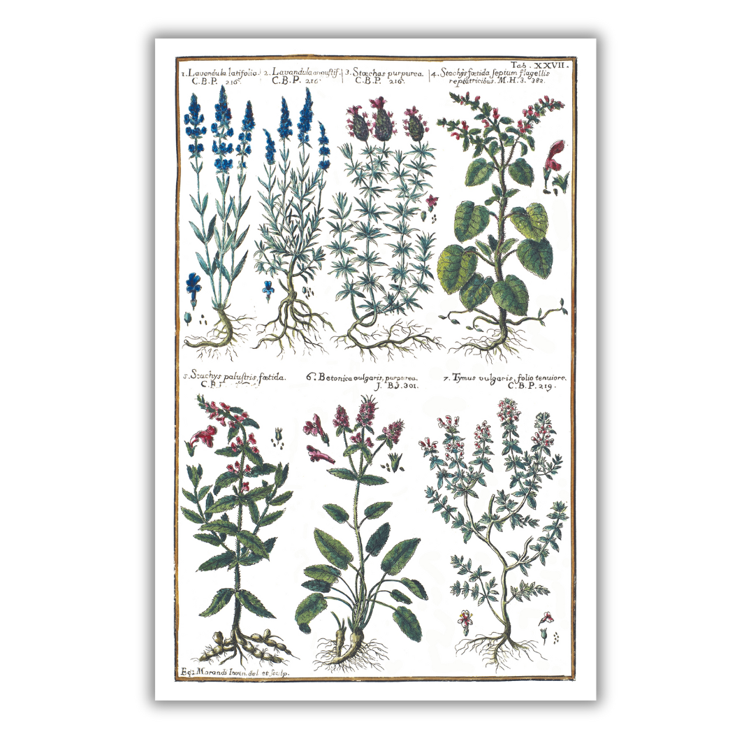 Lavender and thyme poster