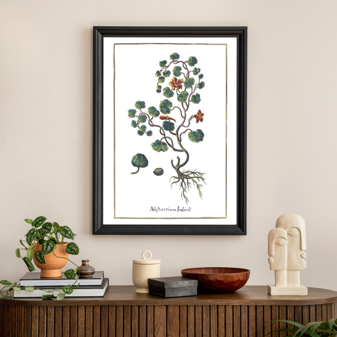 Nasturtium poster