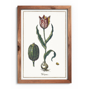 Tulip poster