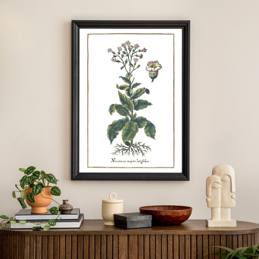 Broadleaf tobacco poster