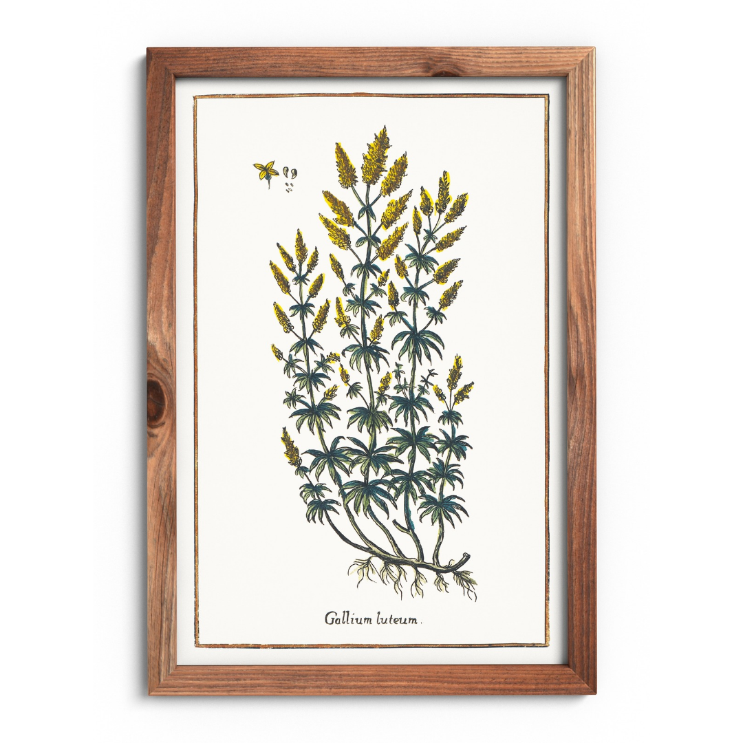 Bedstraw poster