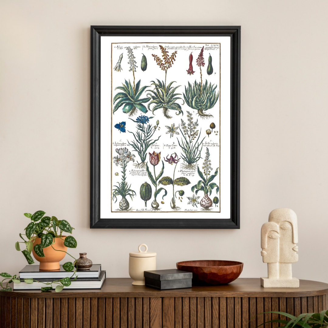 Aloe and tulip poster