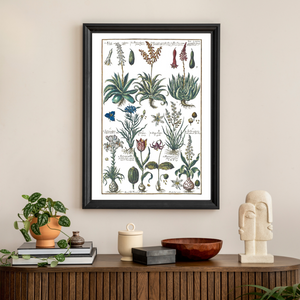 Plakat aloes i tulipan