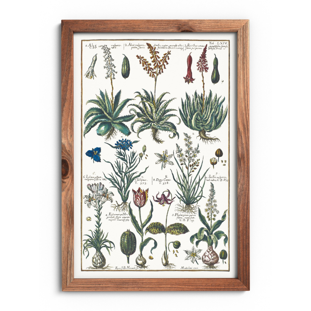 Plakat aloes i tulipan