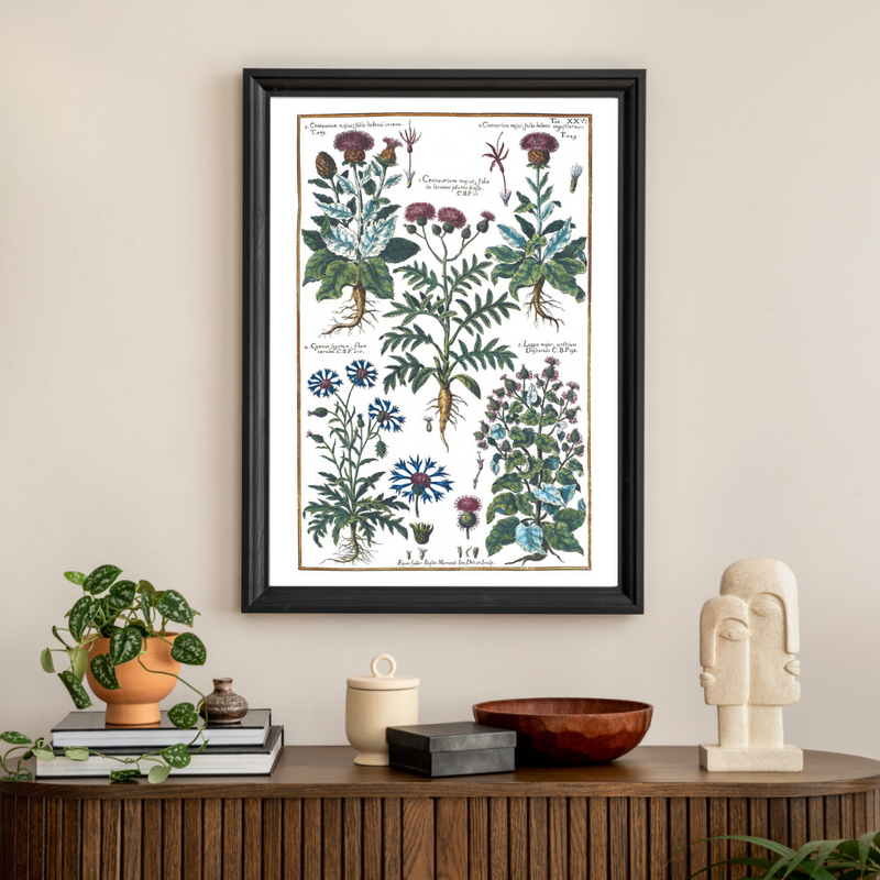 Cornflower and burdock poster