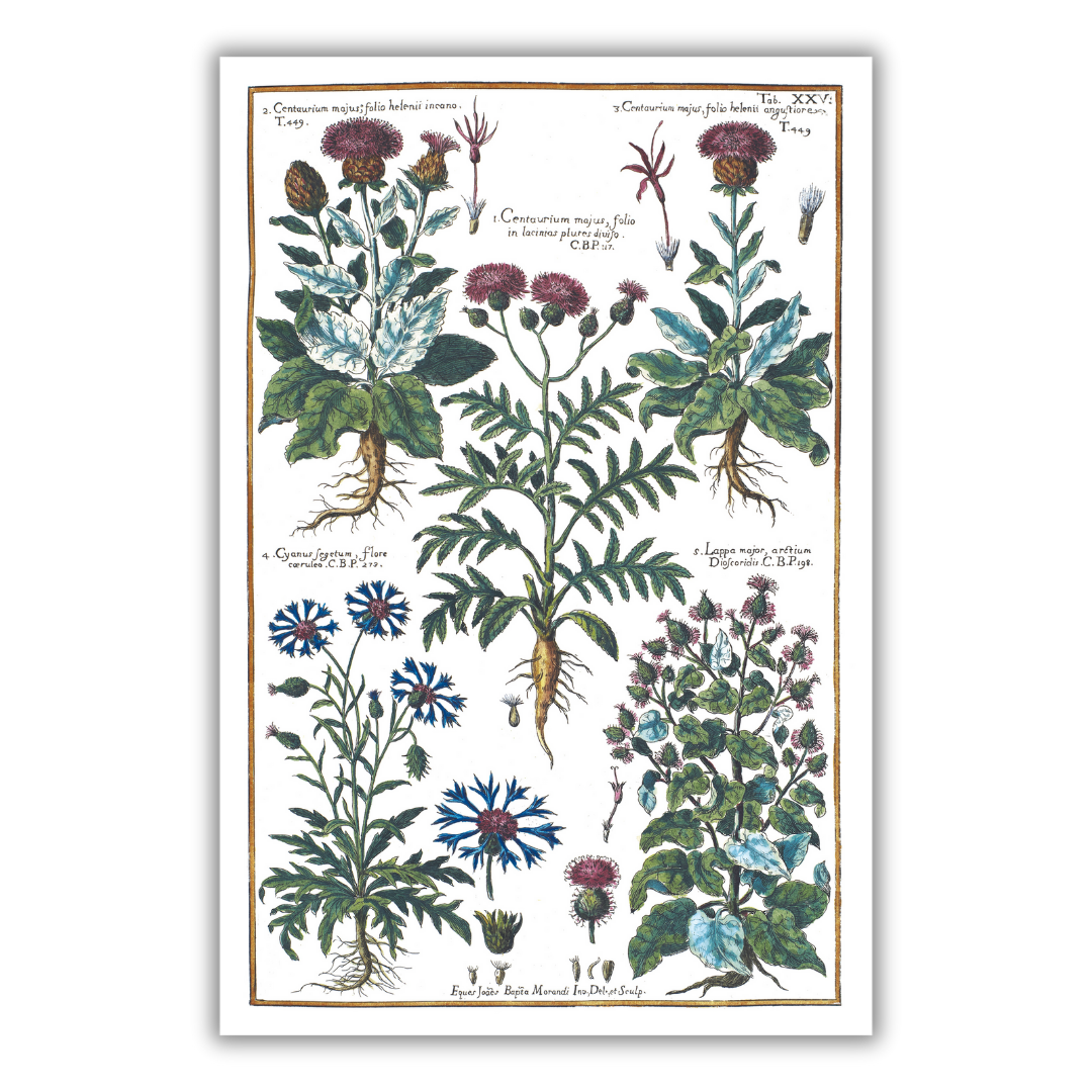 Cornflower and burdock poster