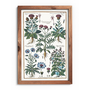 Cornflower and burdock poster