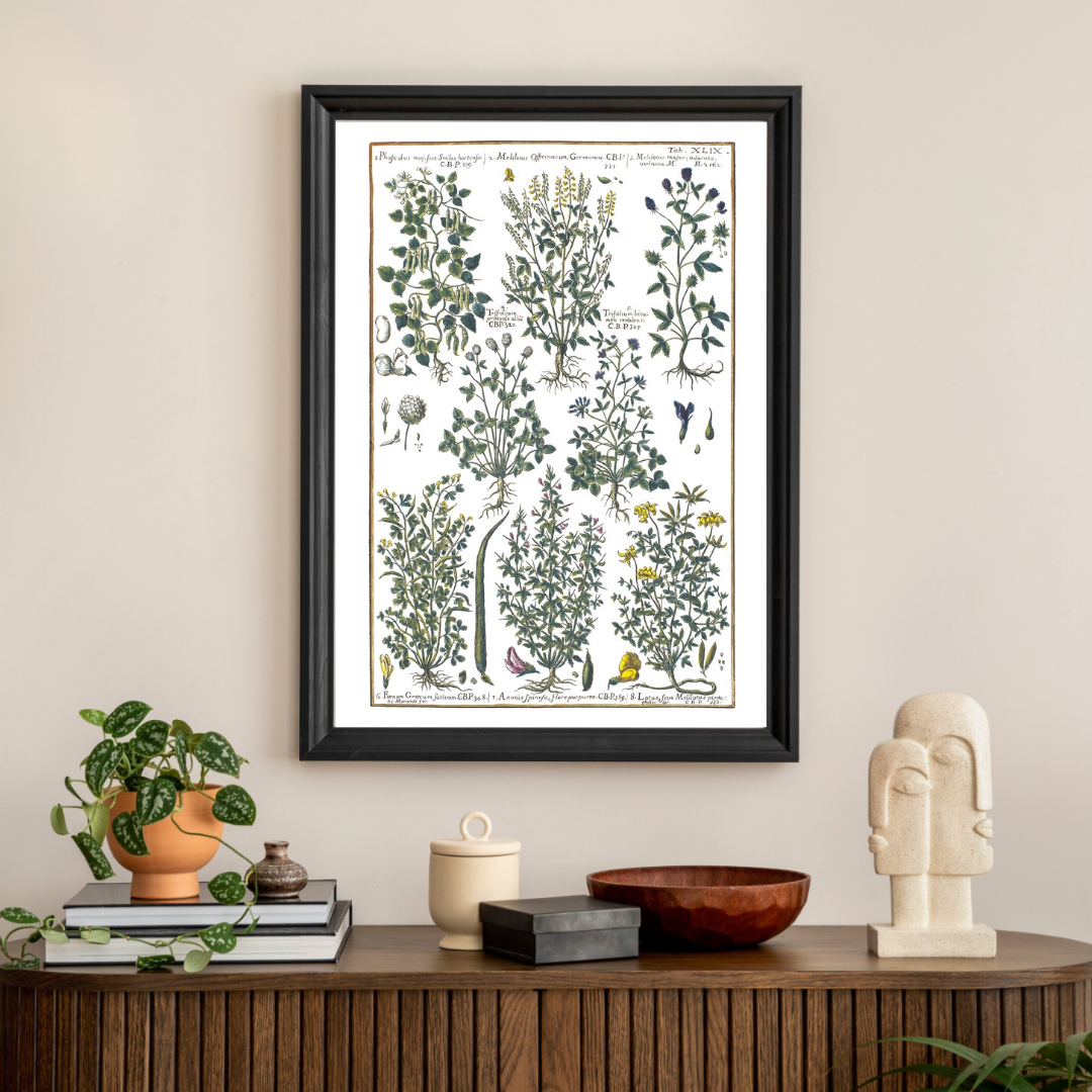 Bird trefoil and clover poster