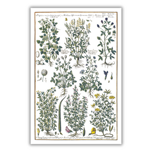 Bird trefoil and clover poster