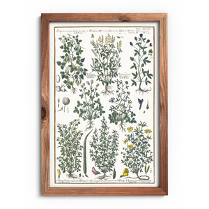 Bird trefoil and clover poster