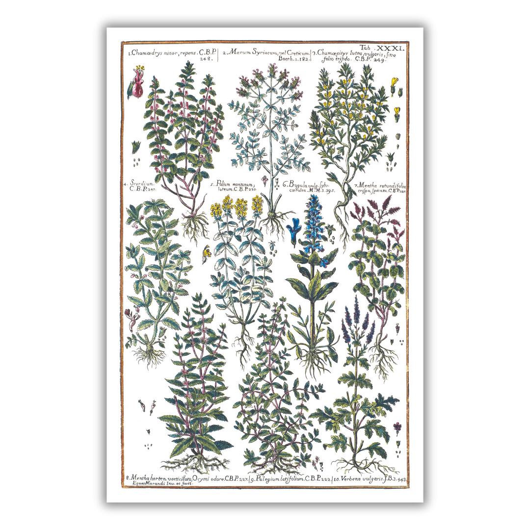 Mint and verbena poster