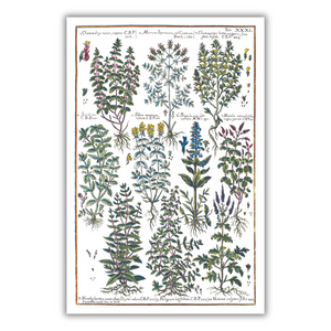 Mint and verbena poster