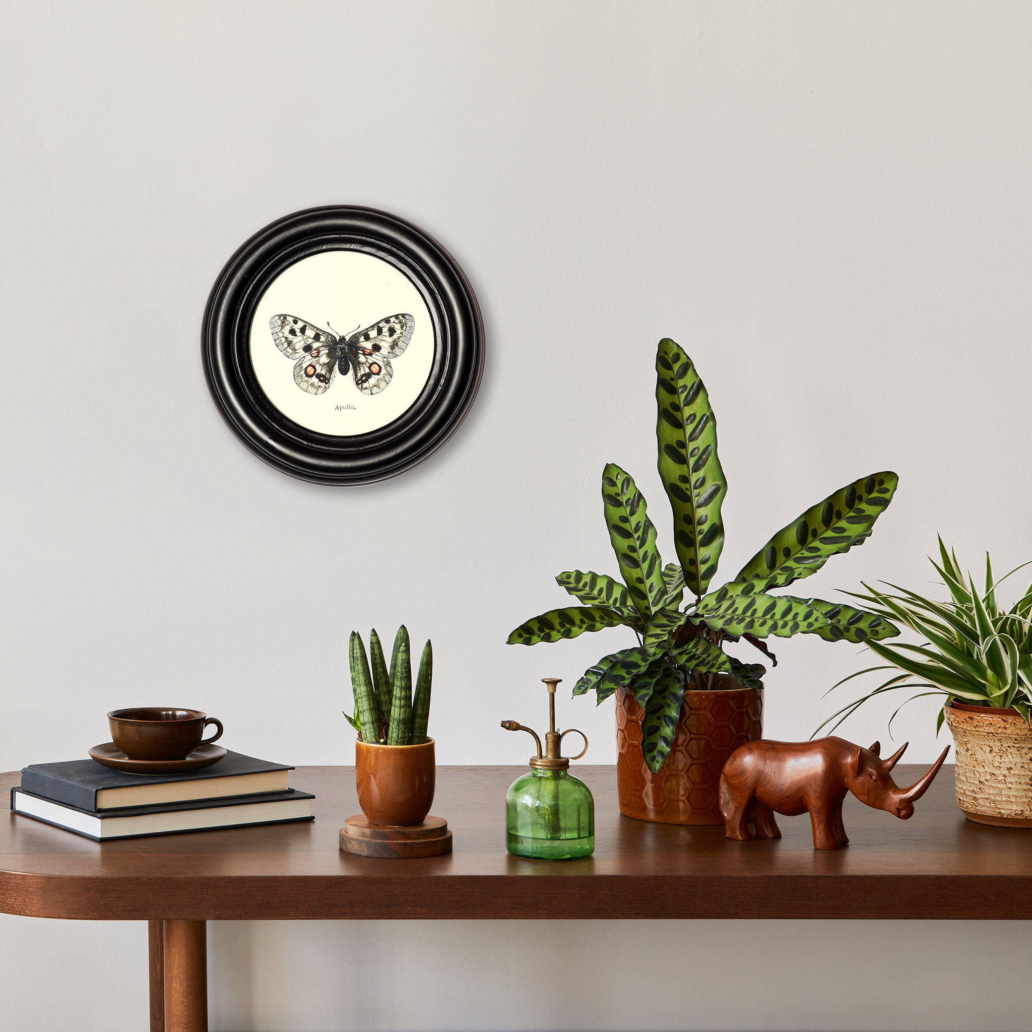 Poster Apollo butterfly in a wooden round frame