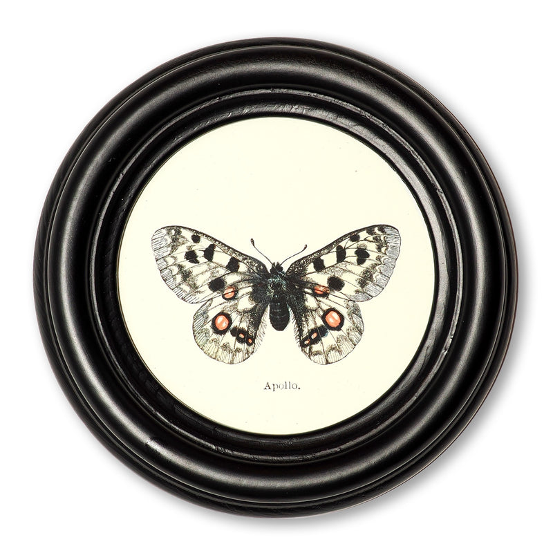 Poster Apollo butterfly in a wooden round frame