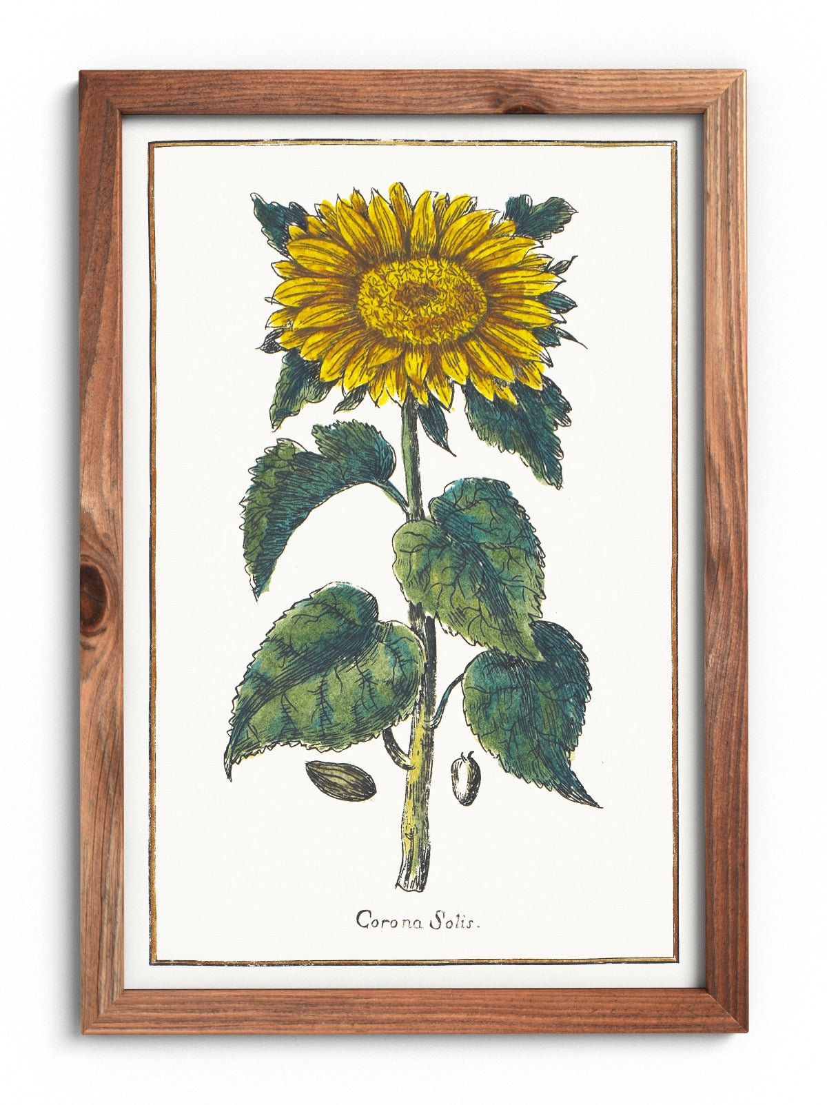 Sunflower poster