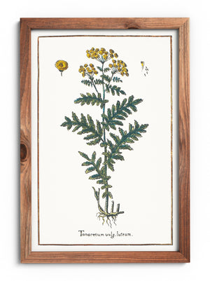 Tansy poster