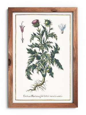 Milk thistle poster