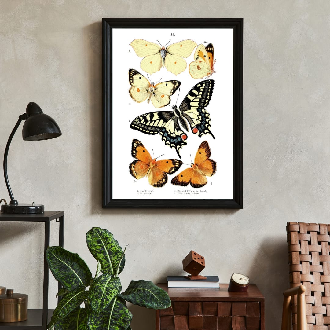 Swallowtail and Summerflower Poster