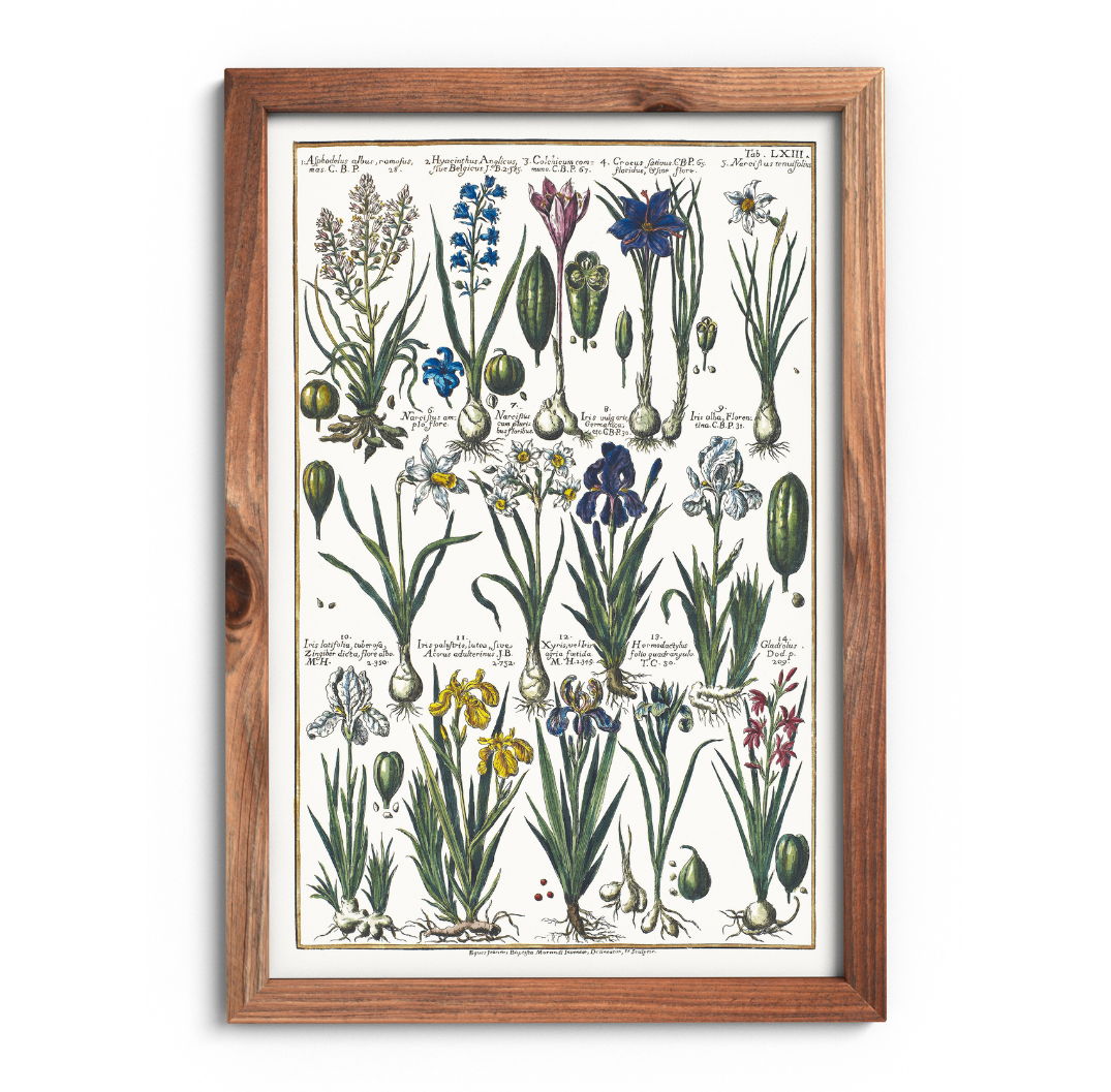 Iris and crocus poster