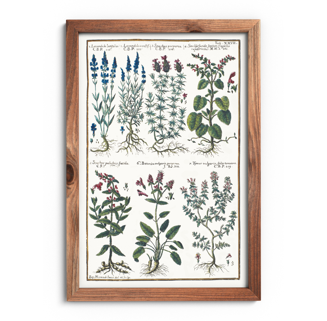 Lavender and thyme poster