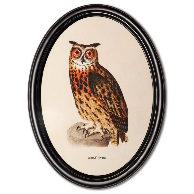 Eagle owl poster in a wooden oval frame