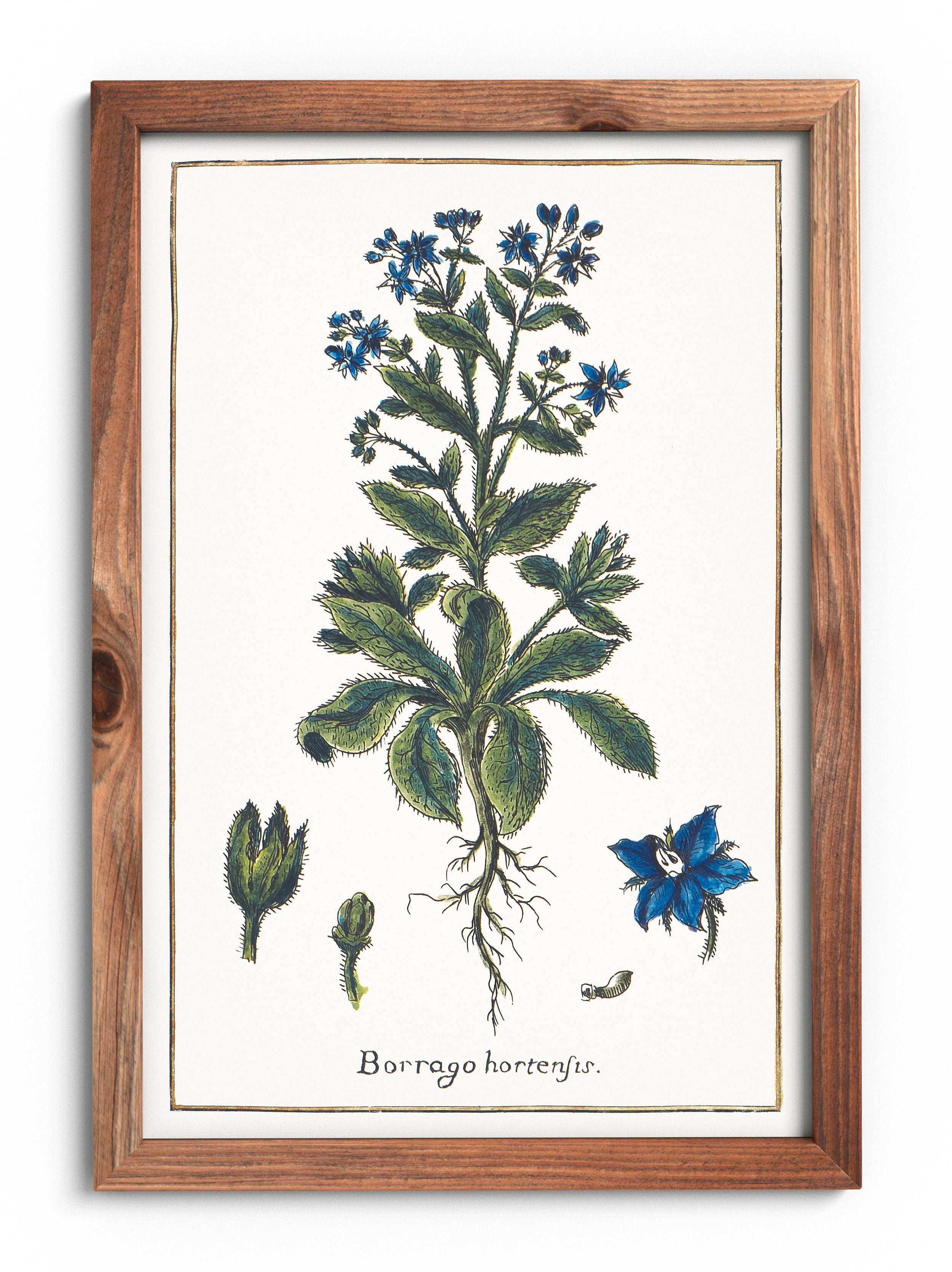 Borage poster