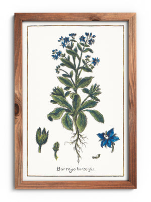 Borage poster