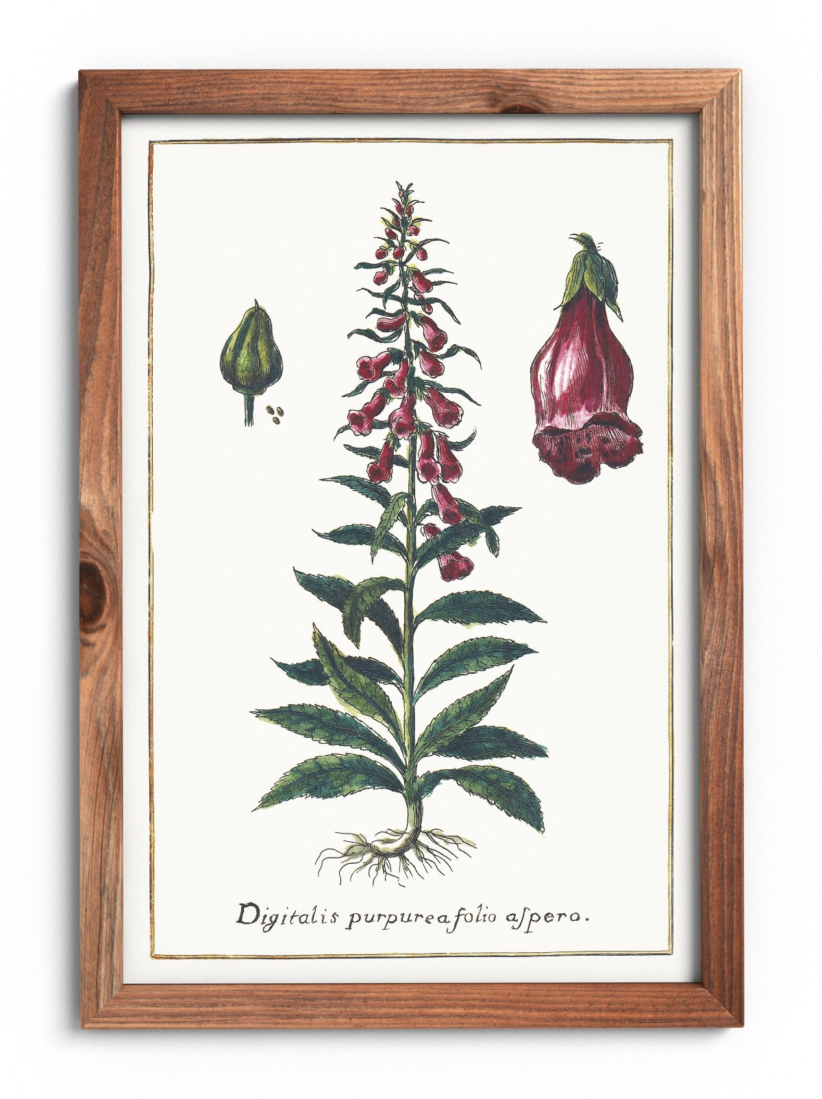 Foxglove poster