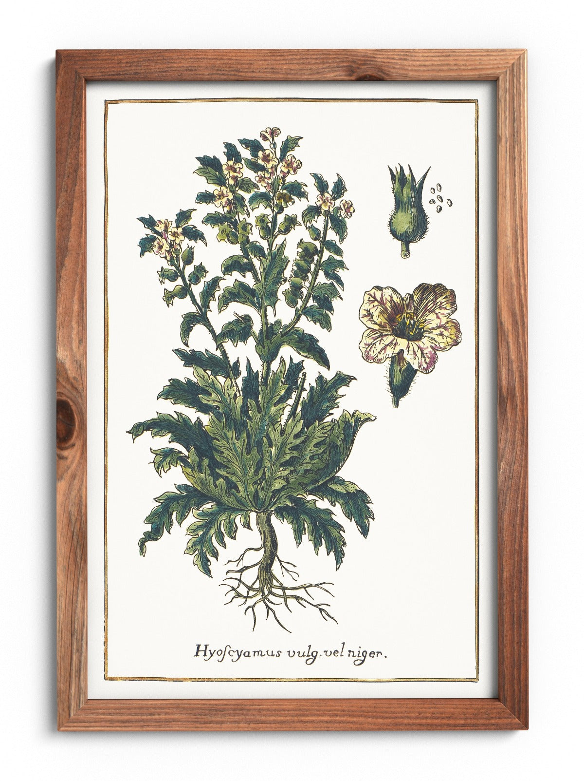 Black henbane poster