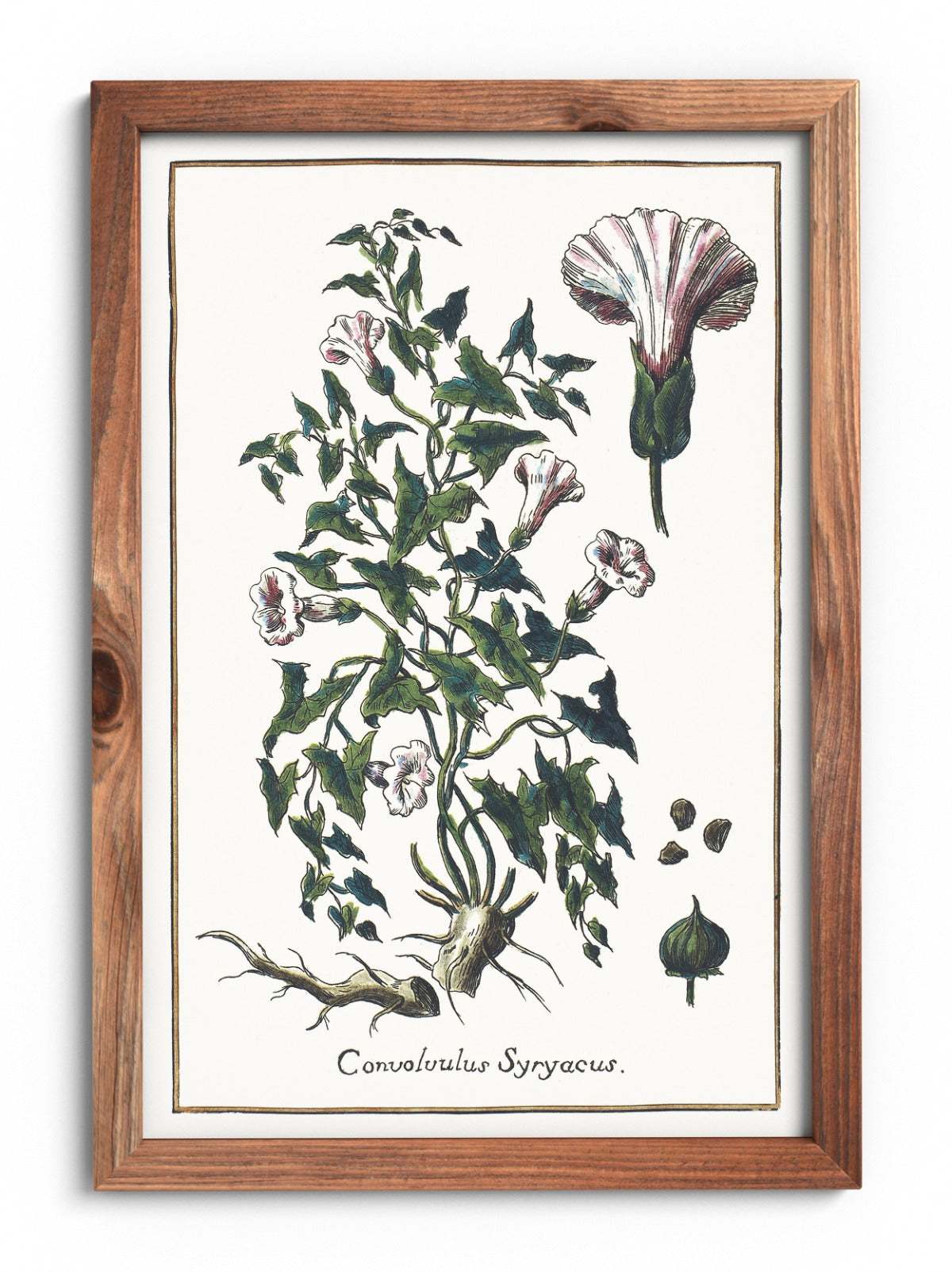 Bindweed poster