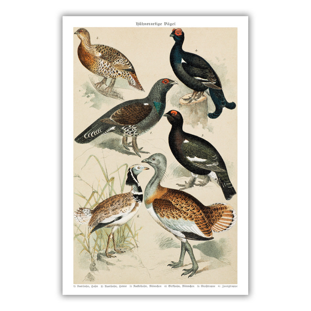 Black grouse and capercaillie poster