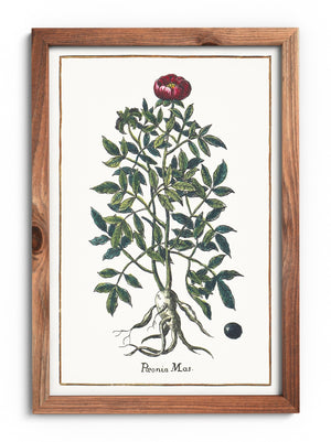 Peony poster