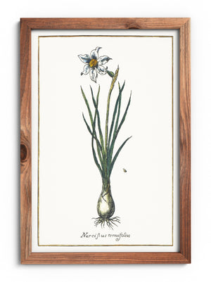 Narcissus angustifolia poster