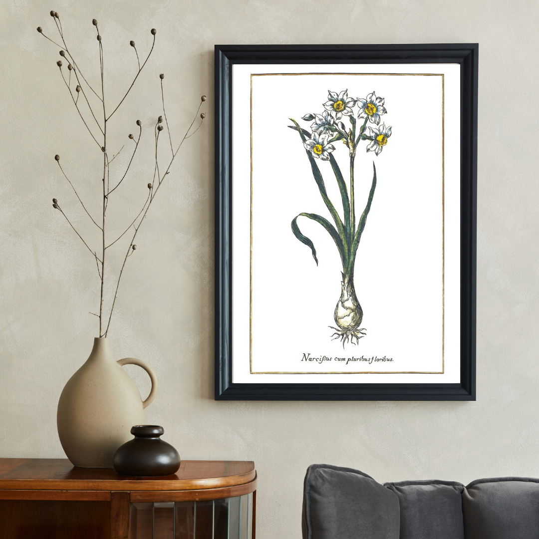 Narcissus multi-flowered poster