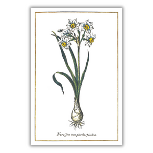 Narcissus multi-flowered poster