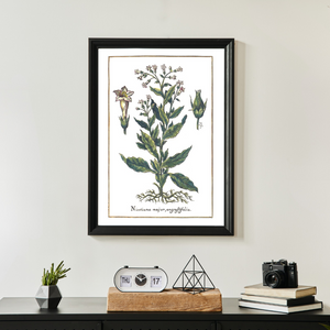 narrowleaf tobacco poster