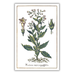 narrowleaf tobacco poster