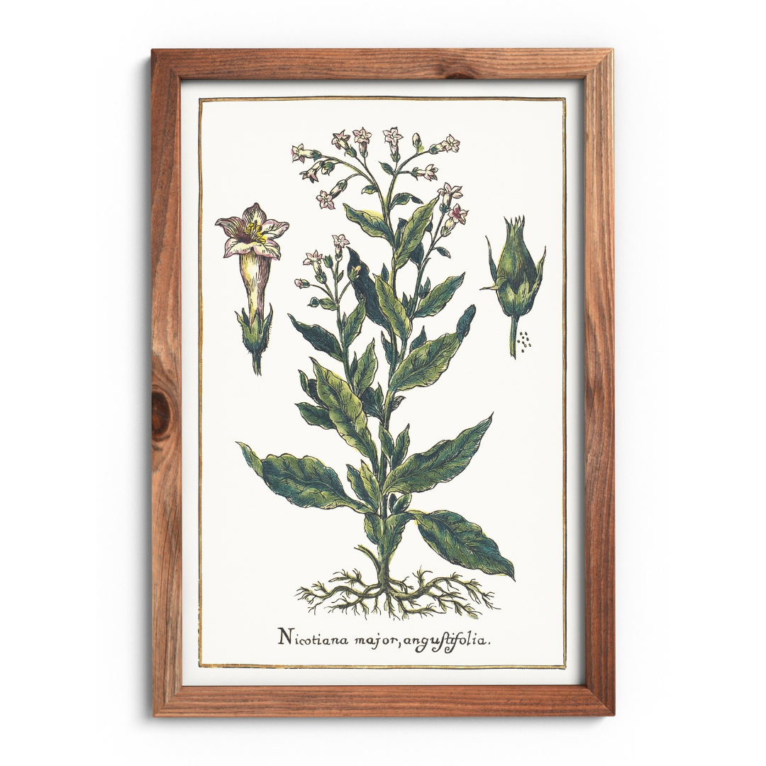 narrowleaf tobacco poster