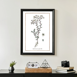 White sedum poster