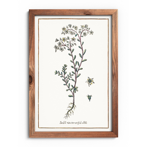 White sedum poster