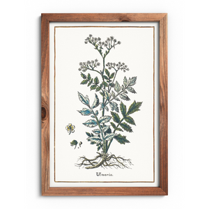 Poster meadowsweet