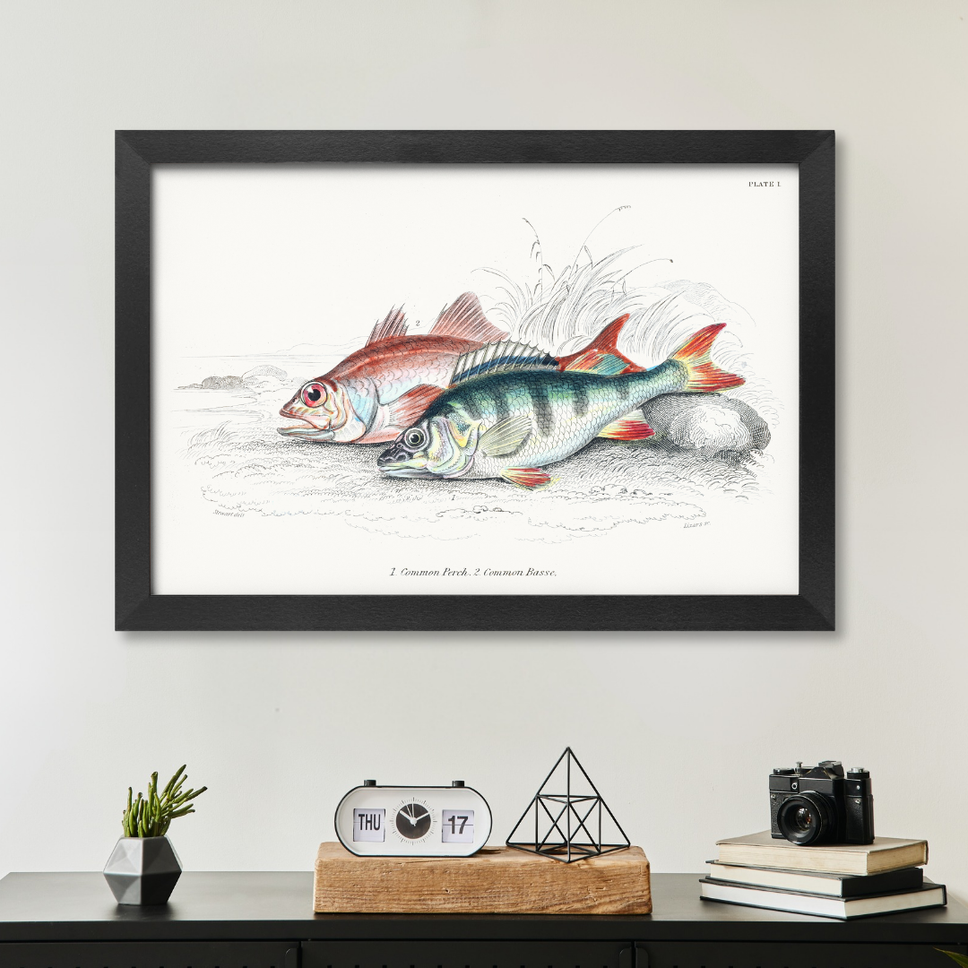 Red bass and perch poster