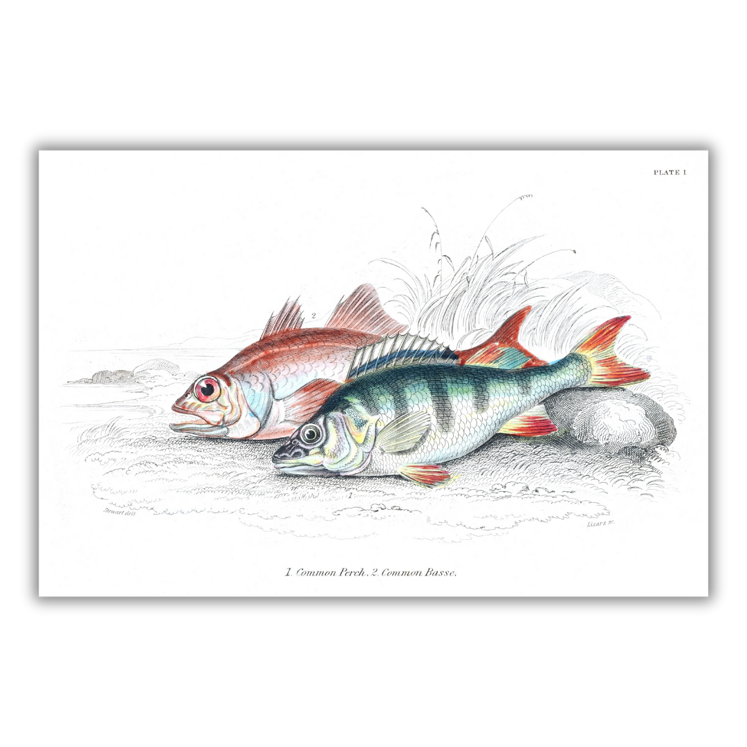 Red bass and perch poster