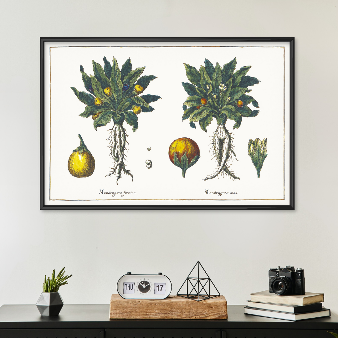 Female and male mandrake poster