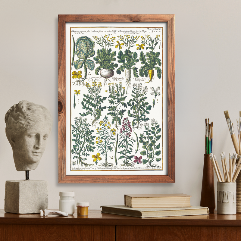 Cabbage and rapeseed poster