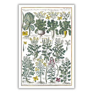 Cabbage and rapeseed poster