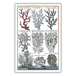 Corals poster